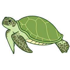 Sea turtle