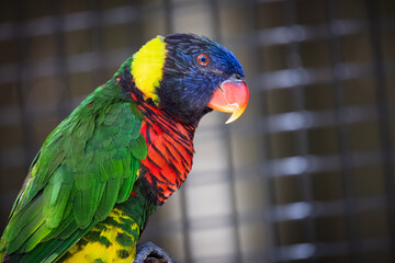 Rainbow Lorikeet is also known as the Green-naped Lorikeet