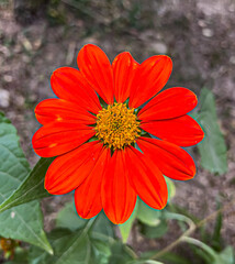 orange flower with dew drops