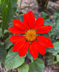 red and yellow flower