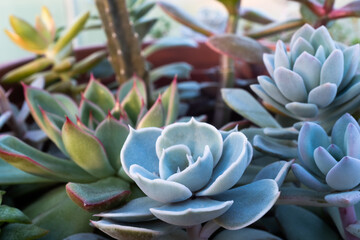 Composition of succulent garden. Background from succulents in pot for publication, poster, calendar, post, screensaver, wallpaper, postcard, banner, website. High quality photo