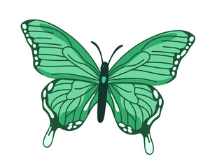 Green butterfly isolated on white background, vector illustration