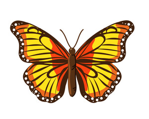 Cute yellow-red butterfly isolated on white background, vector illustration