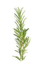 rosemary on transparent png