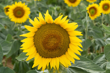 Italy Tuscany Maremma Castiglione della Pescaia, sunflower field, landscape close-up