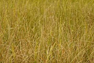 Rice field agriculture grain food  yield season