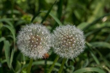 Dandelion  (Taraxacum officinale)