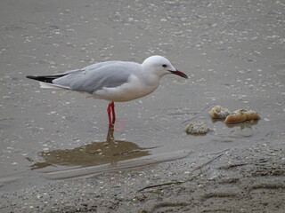 Obraz premium Una gaviota caminando por la orilla del Mar Menor, La Manga (Cartagena)