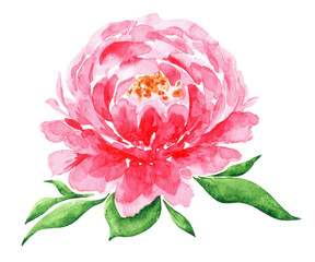 Blooming peony watercolor illustration. Pink peony. Flower. Watercolor Art. Summer, spring flower. Illustration isolated. For printing on invitations, postcards, stickers, dishes.