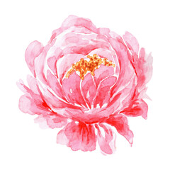Peony bud watercolor illustration. Blooming delicate peony. Pink peony. Watercolor art. Summer, spring flower. Illustration isolated. For printing on invitations, greeting cards, stickers, dishes.