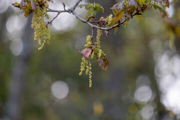 Sessile oak (Quercus petraea) blooming