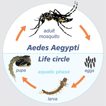 Aedes Aegypti life circle mosquito dengue zika chikungunya transmitter