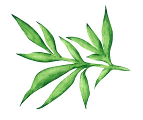 Peony leaves watercolor illustration. Leaf. Green peony leaves. Flora, plant. Watercolor art. Summer, spring flower. Illustration isolated. For printing on invitations, greeting cards, stickers