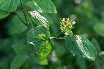 The tiny green fruits are itchy.