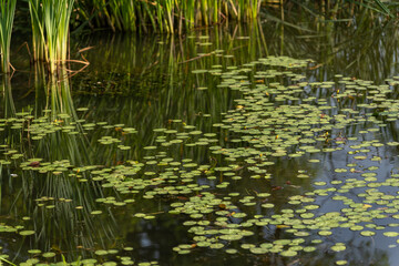 Green water lily leaves on the surface.