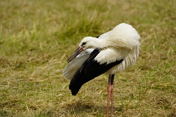 White stork on green leash meadows preening. (Ciconia ciconia) Ciconiidae family. Hanover, Germany, July 3, 2023.