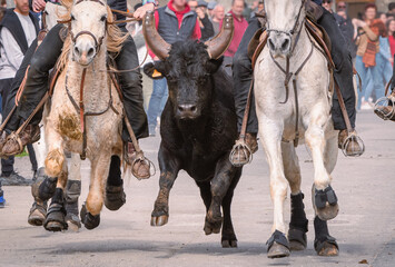 Bandido et abrivado dans une rue de village dans le sud de la France. Taureaux et chevaux de...