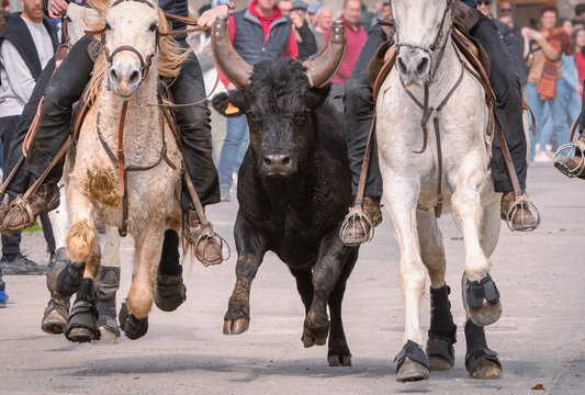 Bandido et abrivado dans une rue de village dans le sud de la France. Taureaux et chevaux de Camargue en libert&eacute; dans les rues. Tradition taurine.	