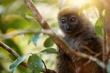Lemurs protection: Portrait of Eastern lesser or Grey Bamboo Lemur, Hapalemur griseus, vulnerable lemur in genuine rainforest of Ranomafana National Park, Madagascar.  © Martin Mecnarowski