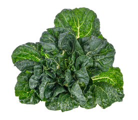 Bok choy vegetable transparent png