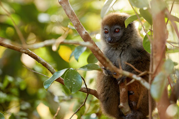 Lemurs protection: Portrait of Eastern lesser or Grey Bamboo Lemur, Hapalemur griseus, vulnerable lemur in genuine rainforest of Ranomafana National Park, Madagascar. 