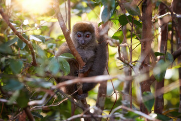 Lemurs protection: Portrait of Eastern lesser or Grey Bamboo Lemur, Hapalemur griseus, vulnerable lemur in genuine rainforest of Ranomafana National Park, Madagascar. 