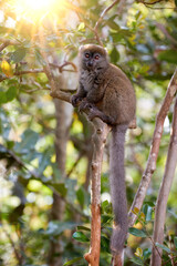 Lemurs protection: Vertical photo of Eastern lesser or Grey Bamboo Lemur, Hapalemur griseus, vulnerable lemur on branch against rays of sun in rainforest of Ranomafana National Park, Madagascar. 