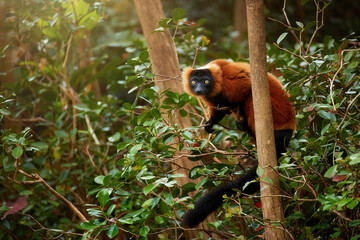 The concept of critically endangered wildlife: an attractive red colored primate, Red Ruffed Lemur, Varecia rubra on a branch in a native rainforest, eye contact, traveling Masoala, Madagascar.