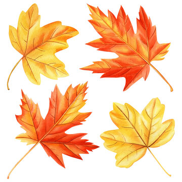 Set of autumn watercolor leaves isolated on white background. watercolor maple leaf, red and yellow foliage