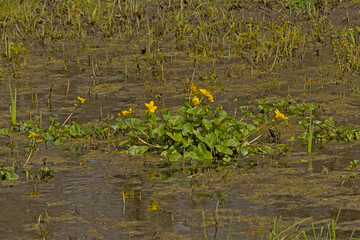 Bright yellow marsh marigold flowers in a swamp  - Caltha palustris