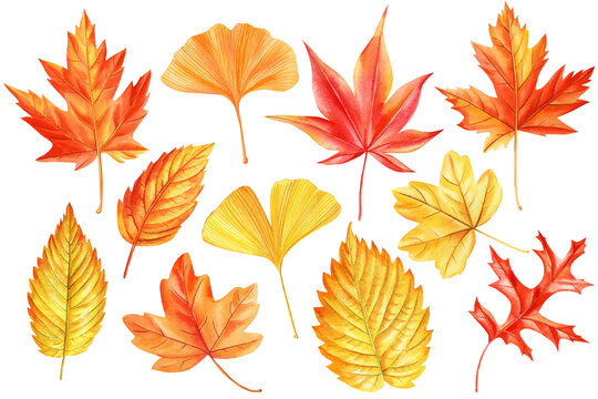 collection of autumn watercolor leaves isolated on white background. Maple Leaf. red and yellow foliage