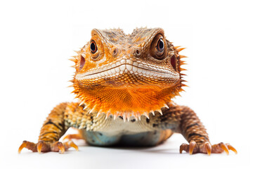 Obraz premium iguana isolated on white
