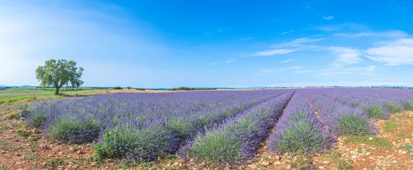 Fototapete Rund Lavendel Champs de lavandes en fleurs sur le plateau de Valensole, en Provence, Sud de la France.  © ODIN Daniel