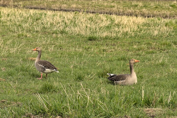 Greylag Geese standing in a marsh in the flemish countryside