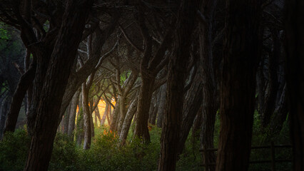 The last light of the sunset filtering through the trees in the pine forest