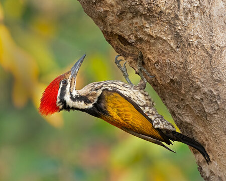 himalayan flameback woodpecker