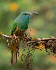 blue bearded bee-eater