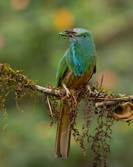 blue bearded bee-eater