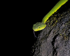 green snake