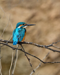 kingfisher on the branch
