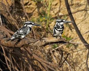 pied kingfisher