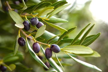 Ripe black olives on the tree
