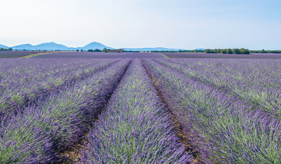 Fototapeta na wymiar Champs de lavandes en fleurs sur le plateau de Valensole, en Provence, Sud de la France.