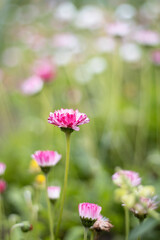 flowering field of wild flowers in summer