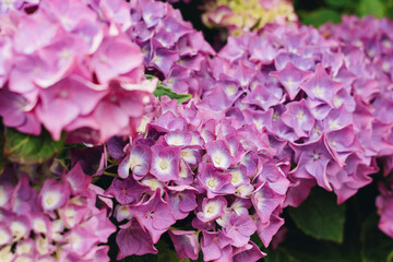 Blooming hydrangea in the summer garden. Close-up of a pink hydrangea with a blurred background