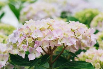 Blooming hydrangea in the summer garden. Close-up of a pale pink hydrangea with a blurred background