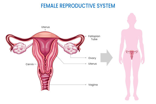 Female Reproductive System, Ovaries, uterus, vagina which facilitates reproduction