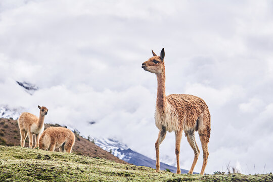 Adorable vicunas grazing on grassy pasture against cloudy sky