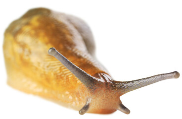 Natural small garden snail on the desk
