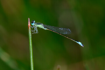 Damselfly in their natural environment.